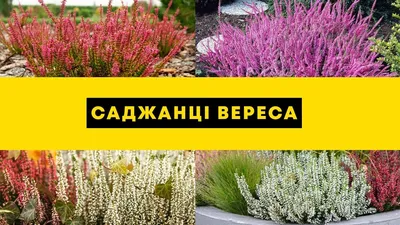 Андромеда многолистная Блу Лагун 🌿 обзор: как сажать, саженцы андромеды  Блу Лагун - YouTube