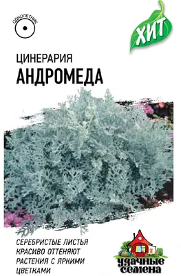 Андромеда, болотный розмарин, белолистник или просто - подбел  обыкновенный🌸 🌿Это болотный кустарничек семейства Вересковые, высотой  15-60 см 📍Родовое название «подбел» растение получило из-за белой окраски  нижней стороны листа 📍Листья этого ...