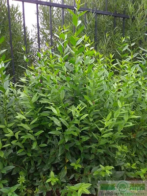 Бирючина обыкновенная, ligustrum vulgare