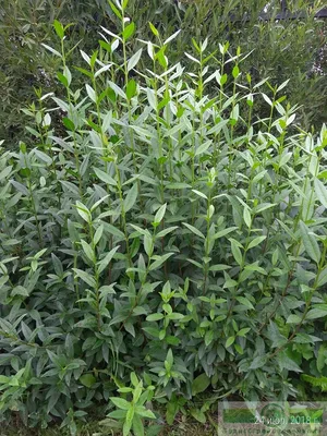 Бирючина гибридная (овальнолистная, круглолистная)/ Ligustrum 'Vicaryi'  ('Privet', 'Golden Vicary') - купить саженцы в Минске и Беларуси