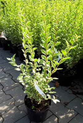 Бирючина обыкновенная (Ligustrum vulgare) купить для ландшафтного дизайна в  Москве