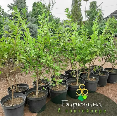 Бирючина обыкновенная \"Ligustrum\"