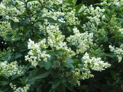 Бирючина обыкновенная \"Ligustrum\"