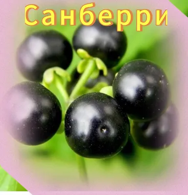 Санберри семена (15шт.) Канадская черника (солнечная ягода) Рецепты  приготовления внутри.