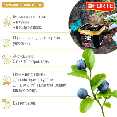 Vaccinium corymbosum 'Elliot', Голубика высокорослая 'Элиот' |  landshaft.info