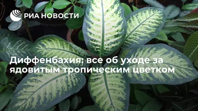 Диффенбахия: все об уходе за ядовитым тропическим цветком - РИА Новости,  04.12.2020