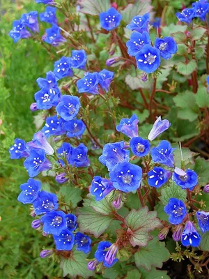 Фацелия колокольчатая (Phacelia Campanularia)