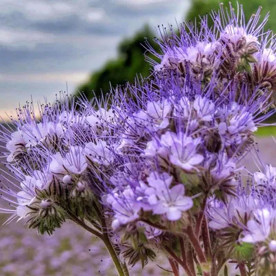 500 гр. Фацелия - семена (лат. Phacelia) купить за 108 руб.