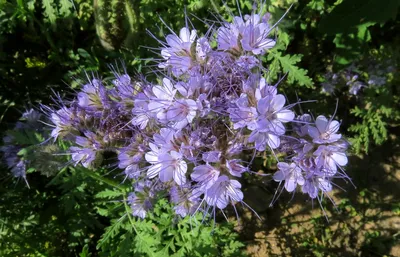 Фацелия пижмолистная (Phacelia tanacetifolia Benth.)