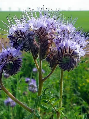 Фацелия пижмолистная (Phacelia Tanacetifolia)