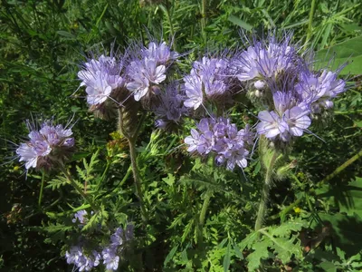 Фацелия пижмолистная (Phacelia tanacetifolia Benth.)