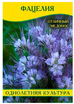 Семена Фацелии, 100г: купить оптом, цена 20,01 ₴/упаковка - 7 Соток