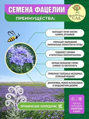 Семена на Фацелия (Phacelia tanacetifolia) - силно медоносно растение |  GardenShop.Pro