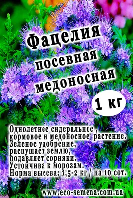 Семена фацелии Медонос 480г – фото, отзывы, характеристики в  интернет-магазине ROZETKA от продавца: Ваша Семка | Купить в Украине:  Киеве, Харькове, Днепре, Одессе, Запорожье, Львове