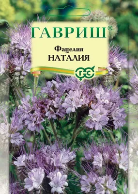 На Урале площадкой для селфи стало огромное поле, засеянное фацелией -  Российская газета