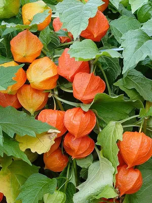 Физалис обыкновенный Китайский фонарик (Chinese Lantern)