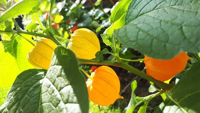 Физалис Овощной Молодой (Physalis Philadelphica) Цветущее Растение На  Темном Фоне Фотография, картинки, изображения и сток-фотография без роялти.  Image 60636873