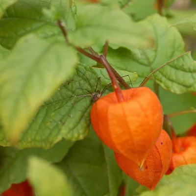 🥬Как вырастить физалис? Посадка съедобного физалиса в грунт