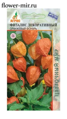 фрукты физалиса растение, растущее с солнечным светом на свежем воздухе  Physalis Peruviana Стоковое Изображение - изображение насчитывающей  детально, здорово: 219062583