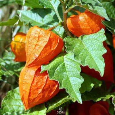 Физалис ягодный Земляная вишня тёти Молли (Aunt Molly's Ground Cherry)