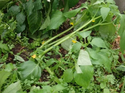 Physalis alkekengi var. franchetii / Физалис обыкновенный | Атлас цветущих  растений