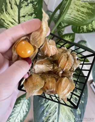 Physalis alkekengi - Физалис обыкновенный - купить семена на Tropics Seeds.