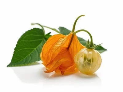 Физалис обыкновенный (Physalis alkekengi)