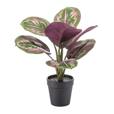 Калатея - Calathea. Уход за калатеей, описание видов, выращивание калатей