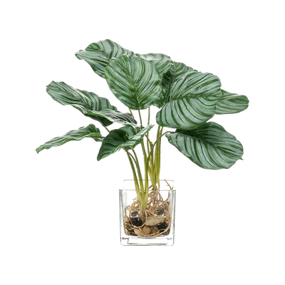 CALATHEA растение в горшке Калатея 24 см | IKEA Latvija