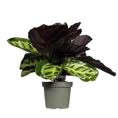 Коллекции растений ЦСБС СО РАН - Calathea macoyana E. Moor. – Калатея Макоя