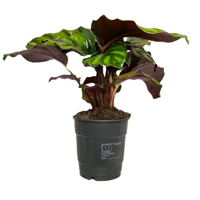 Цветущее растение калатея ROSEOPICTA H70 зеленый красный искусственный  терилен высокого качества VEGETAL SHOP Высота 70 см Цвет Зеленый красный