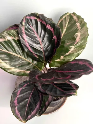 Calathea Maui Queen Поставщики - Calathea Maui Queen Оптовая продажа -  PLANT FUN