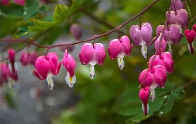 🌱 Дицентра (разбитое сердце) великолепная Valentine по цене от 1200 руб:  саженцы, рассада - купить в Москве с доставкой - интернет-магазин Все Сорта