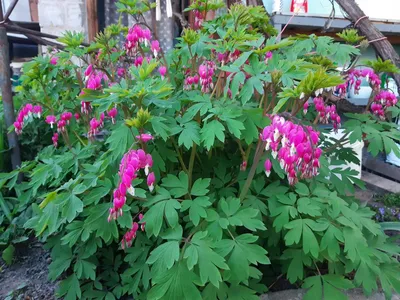 Dicentra — Wikispecies