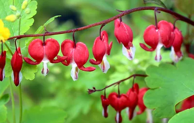 Дицентра, цветок сердца или Разбитое сердце, это пышное растение украсит  любой уголок сада | Растения, Цветок, Цветы