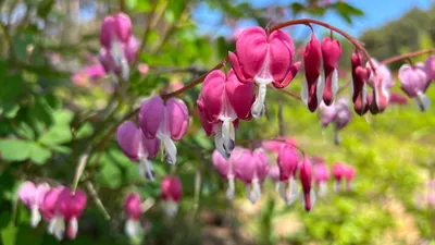Дицентра или Разбитое сердце - цветы для сада, описание, особенности ухода