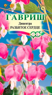 Дицентра цветок: фото, описание, выращивание, посадка, уход в открытом  грунте, отзывы, где купить