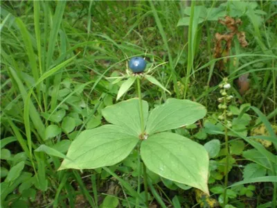 Вороний глаз (лат. Paris quadrifolia)