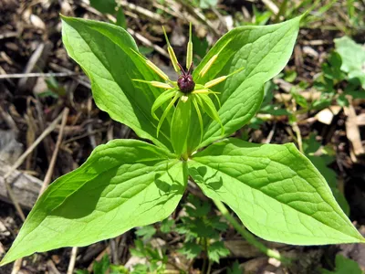 Фотокаталог растений: Вороний глаз четырёхлистный (Paris quadrifolia)