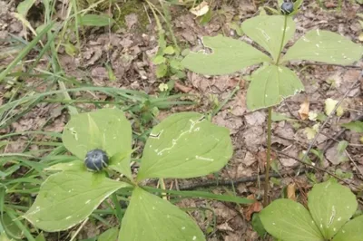 Вороний глаз четырехлистный (Paris quadrifolia L.)