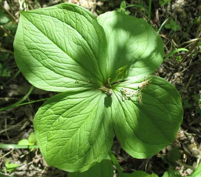 Вороний глаз четырёхлистный (Paris quadrifolia)