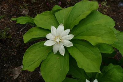 Вороний глаз четырёхлистный (Paris quadrifolia)