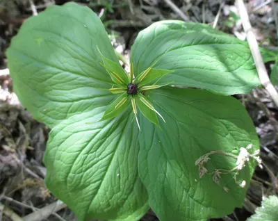 Вороний глаз четырёхлистный (Paris quadrifolia)