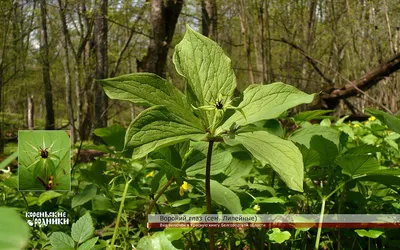 Вороний глаз ядовитое растение (Много фото) - treepics.ru
