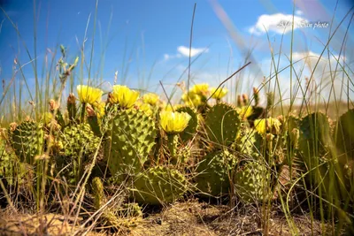 В Астраханской области зацвели дикие мексиканские кактусы | Газета ВОЛГА