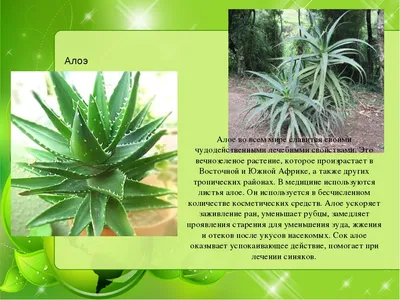 Лекарственные растения Астраханской области