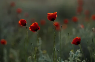 🌿Три растения Астраханского заповедника на букву А – Астраханский  биосферный заповедник