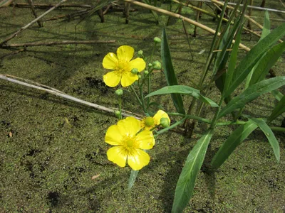 Лотос каспийский (Nelumbo caspica) – Астраханский биосферный заповедник