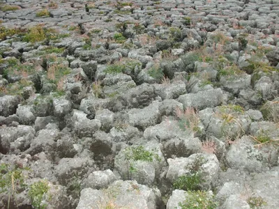 Астраханские сорняки: где найти траву-мураву