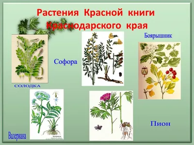 Нарциссы, крокусы и верба. На курортах Краснодарского края распустились  весенние цветы - KP.RU